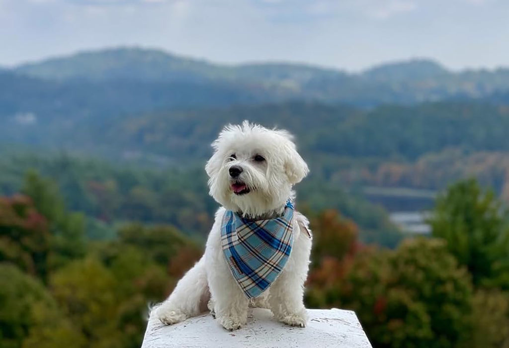 Lionet Paws Dog Bandana for Small Medium Large Dogs, Cat Kerchief Blue Plaid, Triangle Bibs Scarf for Girl or Boy