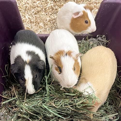 Blue Mountain Hay | Fresh Alfalfa Hay (15 Ounce) | High Leaf Retention | Nutritious High-Altitude Hay Pet Food for Rabbits, Guinea Pigs, Chinchillas, Hamsters, and Other Small Pets