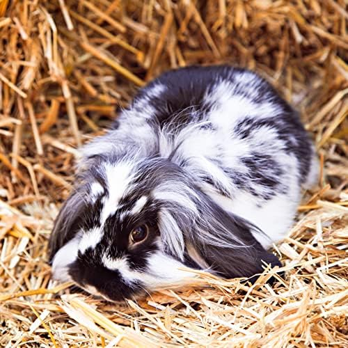 Blue Mountain Hay | Fresh Organic Oat Hay (15 Ounce) | Good for Sensitive Digestion | High-Altitude Hay Pet Food for Rabbits, Guinea Pigs, Chinchillas, Hamsters, and Other Small Pets