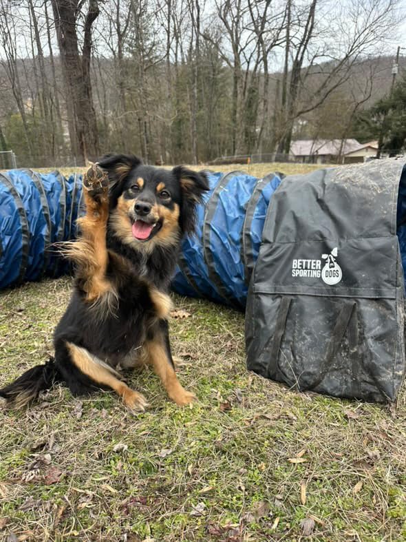 Better Sporting Dogs 16 Foot Heavy Duty PVC Tunnel - Image 4
