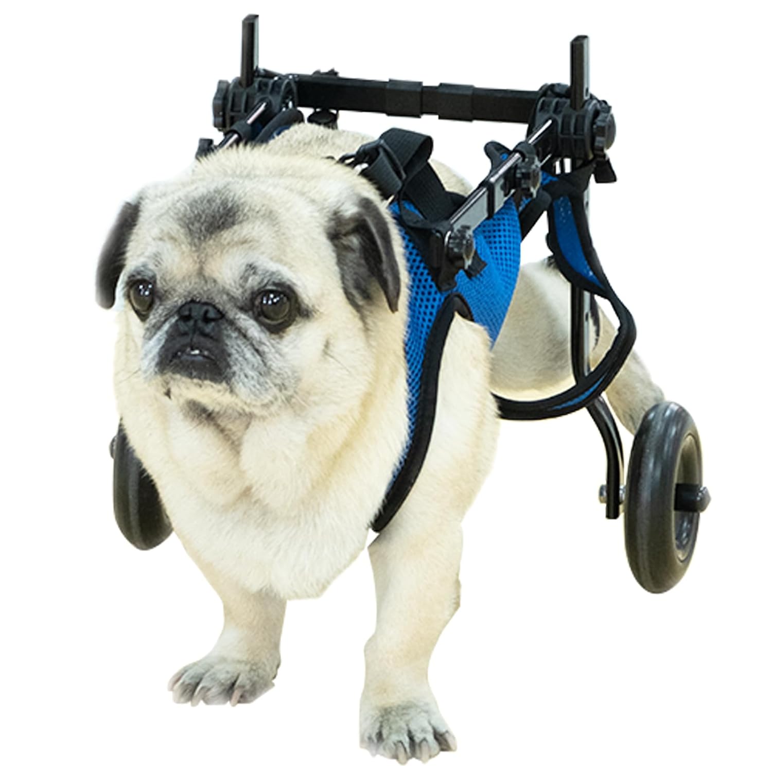 Pet Wheelchair Disabled Hind Legs Walking-Dog Leg Brace and Hip Support，Dog Wheelchair for Back Legs，Adjustable Pet Cart，Assist a paralyzed pet get Back on its feet，Support Leg Brace and Hip (Medium)