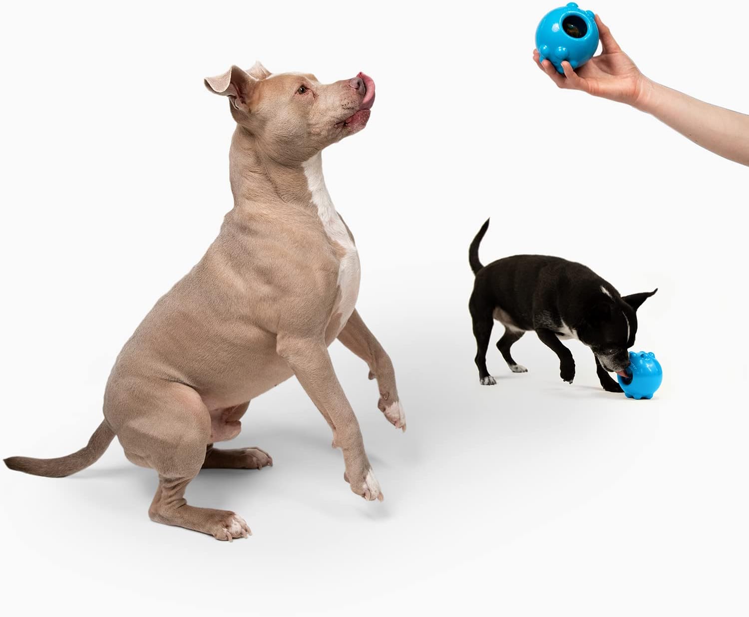 Jolly Dipper Treat Dispensing Dog Toy