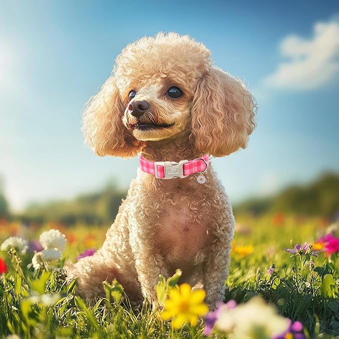 Girl Dog Collar for Large Dogs - Image 2