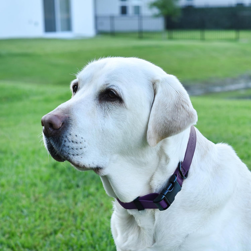 Dogline Biothane Waterproof Dog Collar with Quick Release Buckle Strong Coated Nylon Webbing with Odor- Proof for Easy Care Easy to Clean Fits Small Medium Large Dogs, Purple 5/8" W 9-14" L