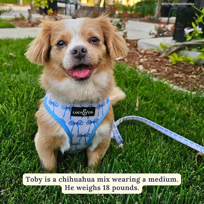 Lucy & Co. Cute Reversible Dog Harness Walking Halter - Image 4