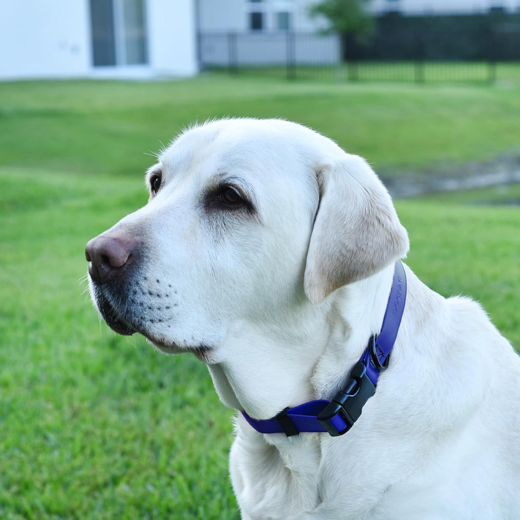 Dogline Biothane Waterproof Dog Collar with Quick Release Buckle Strong Coated Nylon Webbing with Odor- Proof for Easy Care Easy to Clean Fits Small Medium or Large Dogs, Royal Blue 3/4" W 12-19" L
