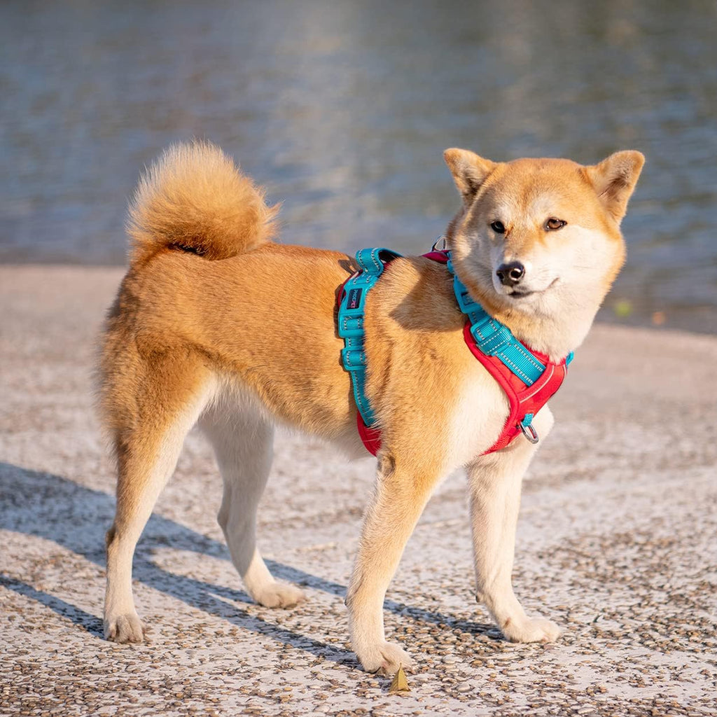 PHOEPET No Pull Dog Harness, Unique Colors Reflective Adjustable Dog Vest, with Soft Training Handle Metal Clips for Small Medium Large Dogs (Red Base & Teal Straps,L)