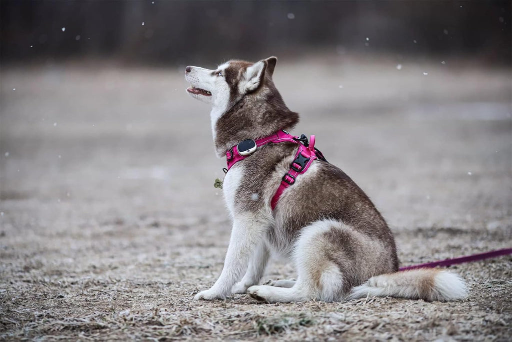 TRUE LOVE Adjustable No-Pull Dog Harness Reflective Pup Vest Harnesses Comfortable Control Brilliant Colors Truelove TLH5651(Fushcia,L)