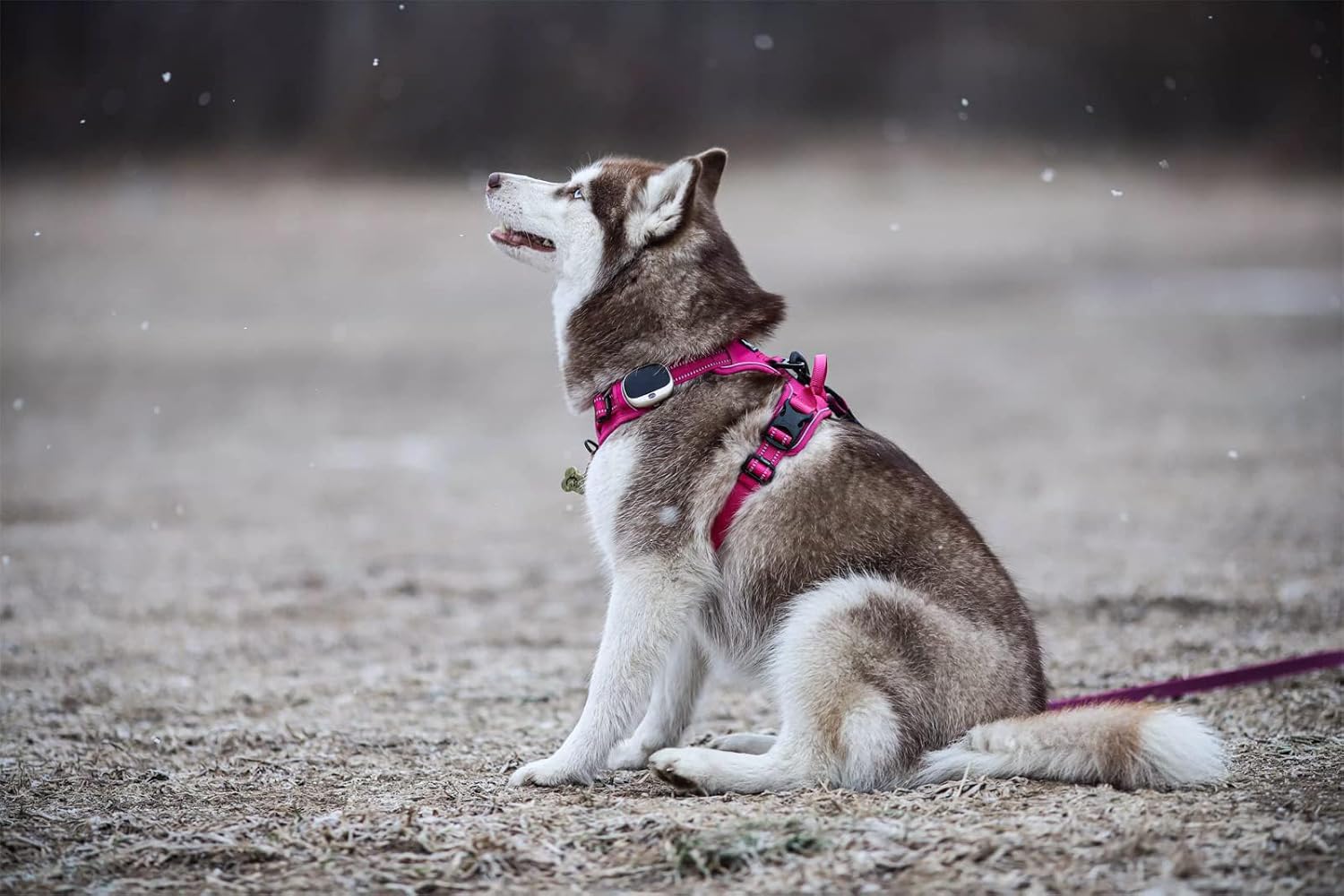 TRUE LOVE Truelove Adjustable No-Pull Dog Harness Reflective Pup Vest Harnesses Comfortable Control Brilliant Colors TLH5651(Fushcia,M)