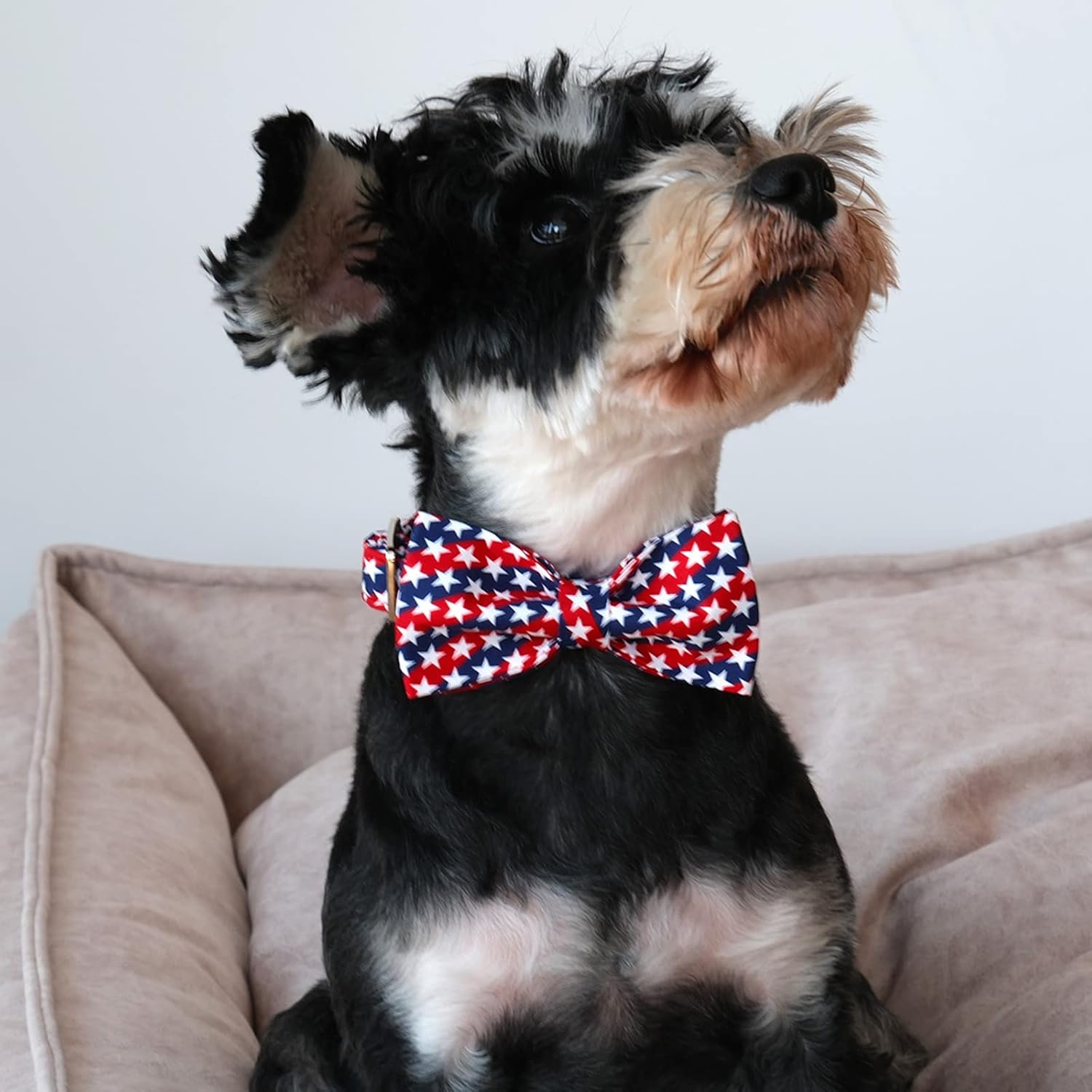 Lionet Paws Patriotic Dog and Cat Collar with Bowtie, 4th of July, Soft and Comfortable, Adjustable Collar for Puppies and Cats, Neck 8-12 inches