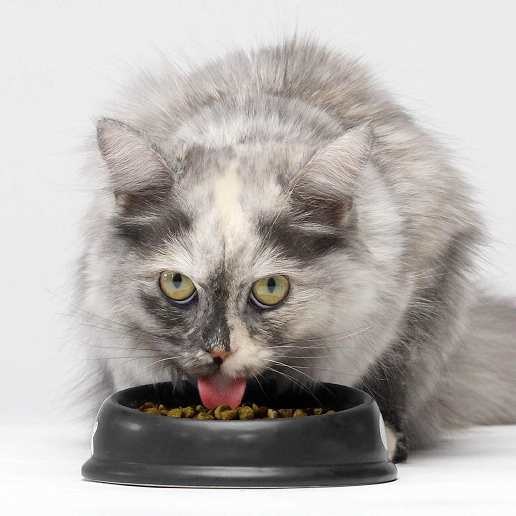 Open Farm Catch-of-The-Season Whitefish Grain-Free Dry Cat Food, Wild-Caught Fish Recipe with Non-GMO Superfoods and No Artificial Flavors or Preservatives, 2 lbs