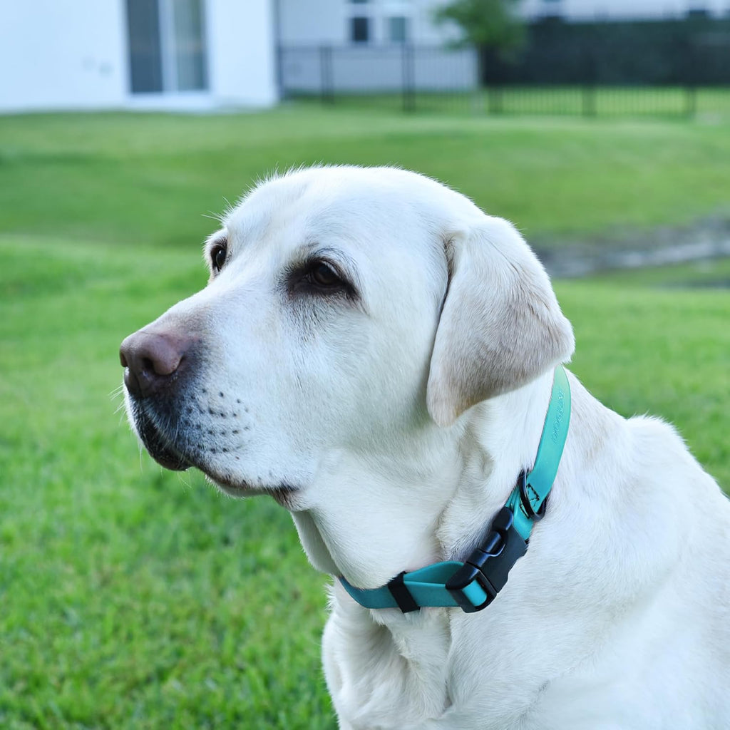 Dogline Biothane Waterproof Dog Collar with Quick Release Buckle Strong Coated Nylon Webbing with Odor- Proof for Easy Care Easy to Clean Fits Small Medium Large Dogs, Cyan Blue 5/8" W 9-14" L