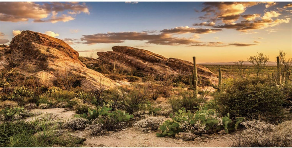 AWERT Reptile Habitat Background Blue Sky Oasis Cactus Sun and Desert Terrarium Background 72x24 inches Durable Polyester Background