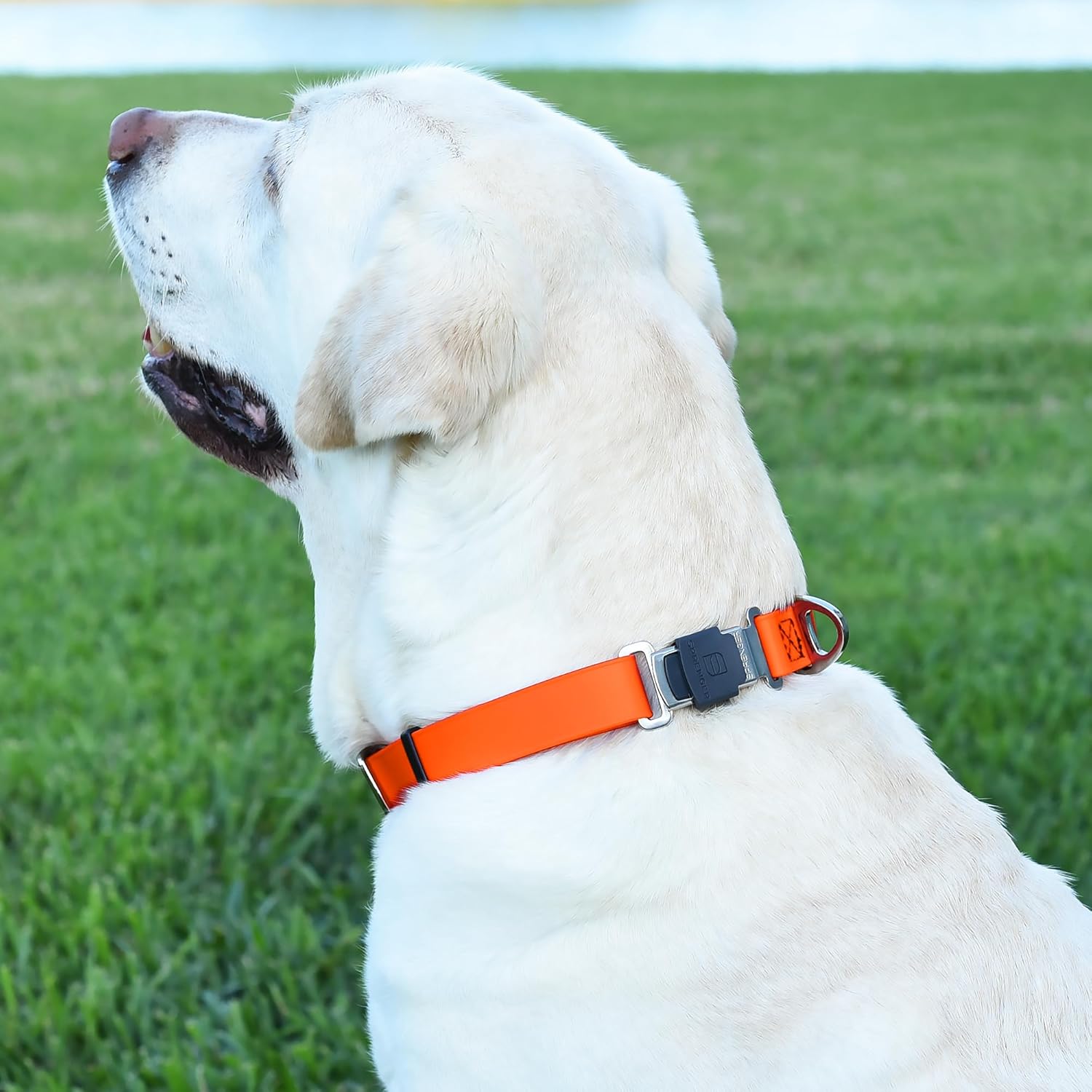 Dogline Biothane Waterproof Dog Collar with Herm Sprenger Black Stainless Steel Quick Release Buckle – Heavy Duty Tactical Durable Collar for Dogs – Comfortable and Safe Pet Collar, W 3/4" L 12-19"