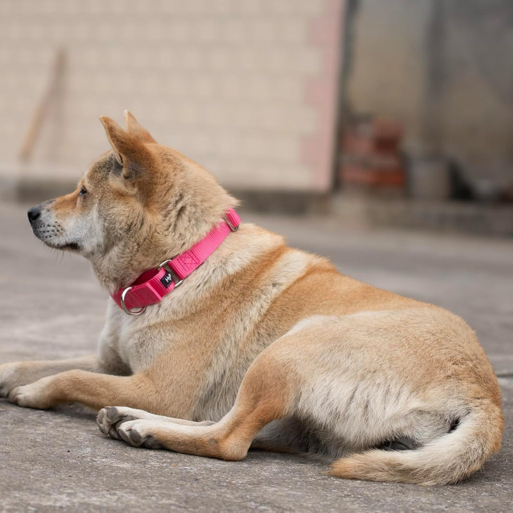 Hyhug Improved Design Nylon Webbing, Cold Water Washing Does Not Fade, Not Polluting Dog Hair, Wear Resistant and Not Prone to Fuzzing. No Slip Training Martingale Collar (Candy Pink, Medium)
