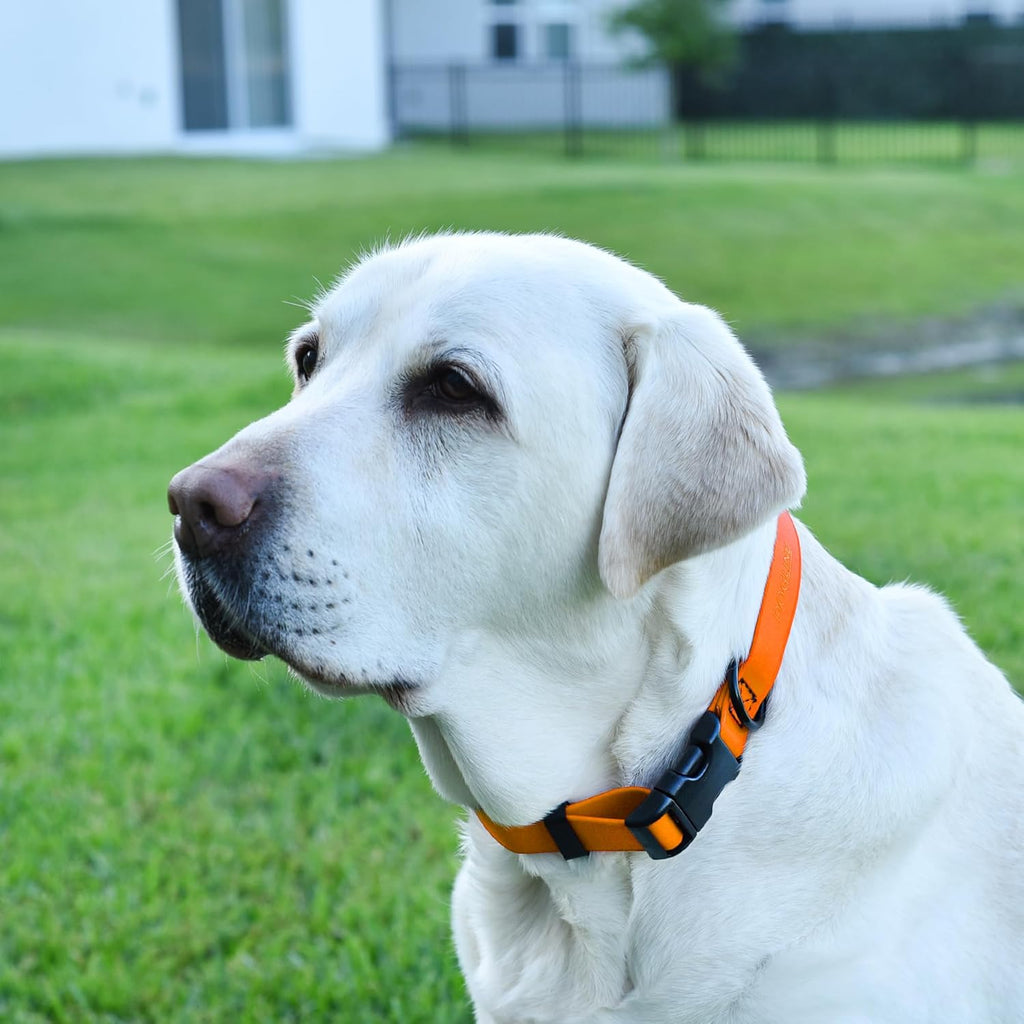 Dogline Biothane Waterproof Dog Collar with Quick Release Buckle Strong Coated Nylon Webbing with Odor- Proof for Easy Care Easy to Clean Fits Small Medium Large Dogs, Tangerine Orange 5/8" W 9-14" L