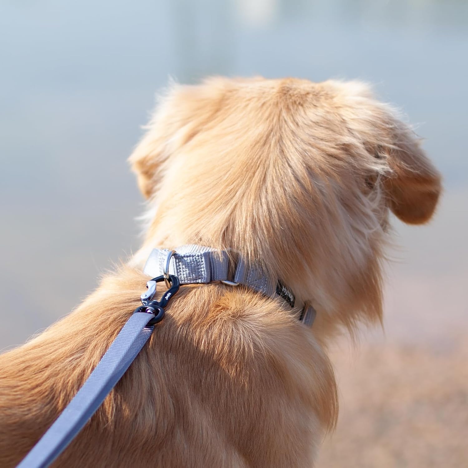 Hyhug Pets Premium Upgraded Heavy Duty Nylon Anti-Escape Martingale Collar for Pup Boy and Girl Dogs Comfy and Safe - Professional Training, Daily Use Walking. (Small, Sleet Gray)