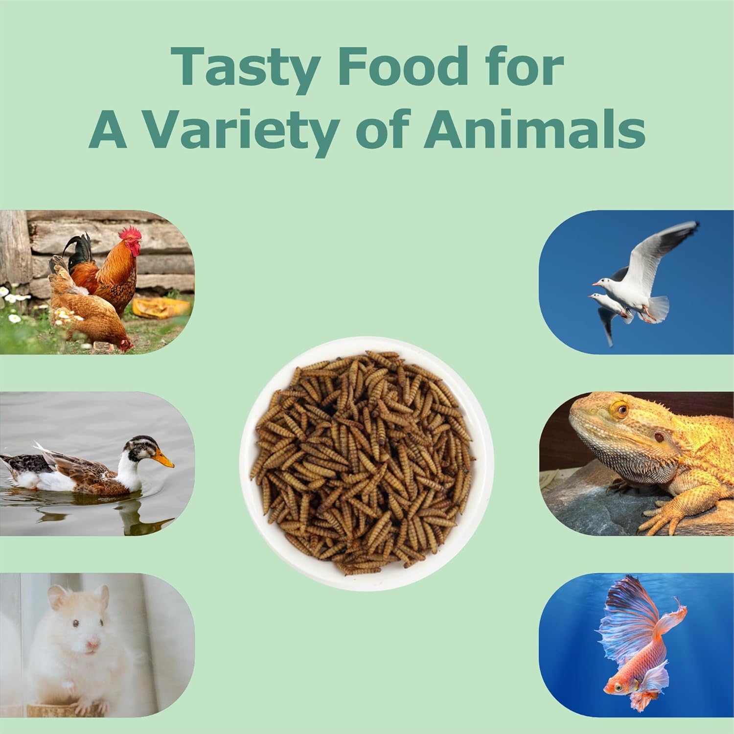 5LB Dried Black Soldier Fly Larvae, More Calcium Than Dried Mealworms, High Protein Chicken Feed,Duck Food, BSFL, Poultry Treats