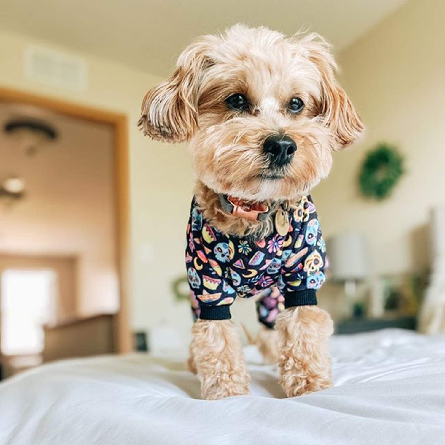 CuteBone Small Dogs Outfit Soft Puppy Onesies Pjs Halloween Dog Pajamas Pet Coat Cat Apparel Comfy Doggie Jumpsuit Bodysuit for All Seasons P73S