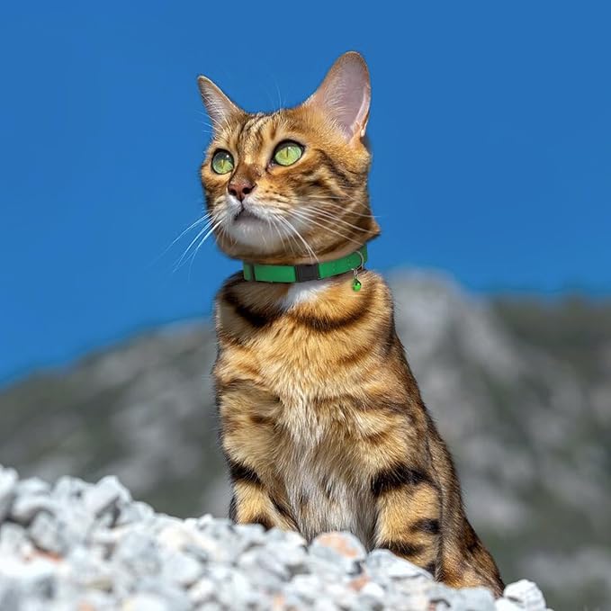 Breakaway Cat Collar Leather - Image 9