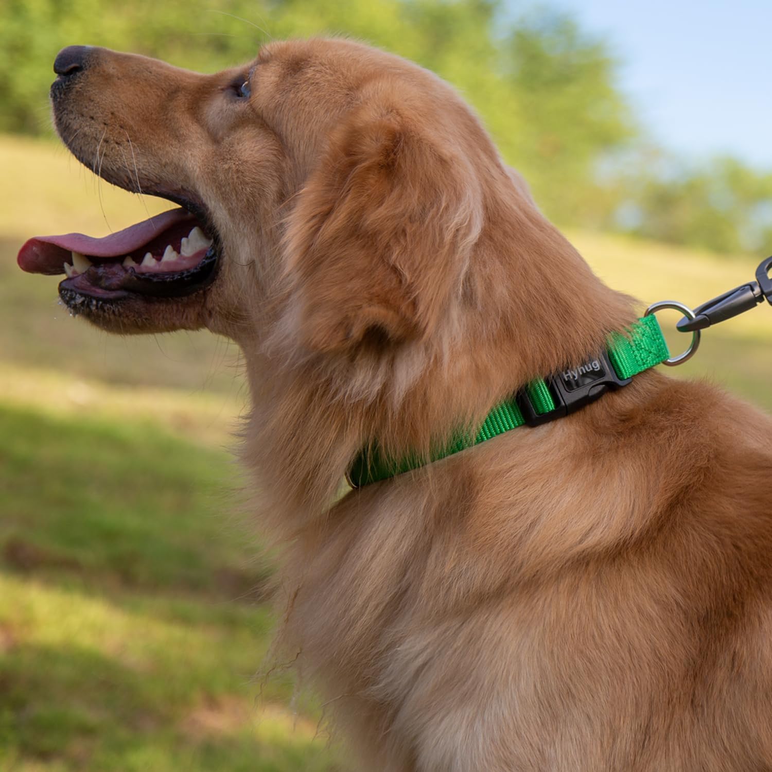 Hyhug Pets Classic Regular Dog Collar with Easy to Put On and Off Buckle. (Large, Lime Green)