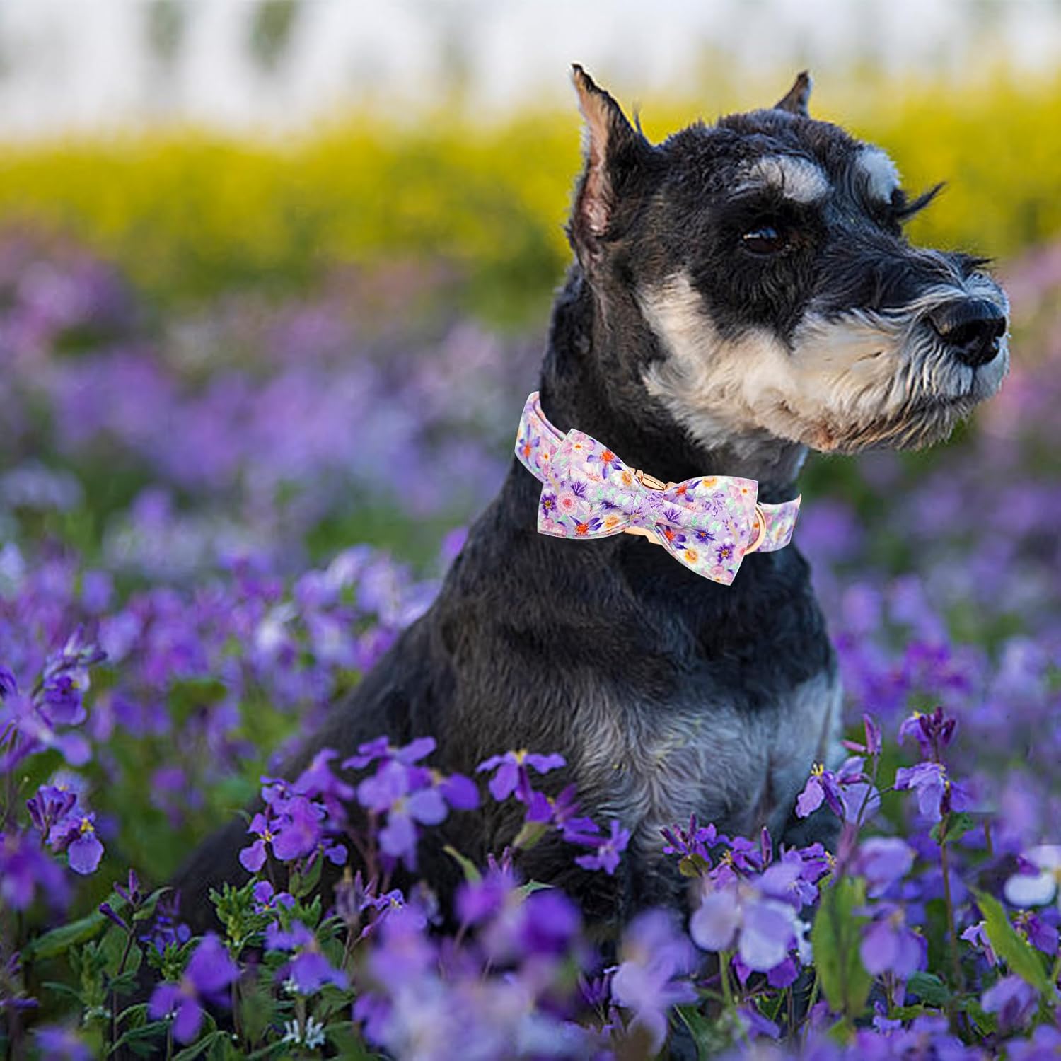 Elegant little tail Dog Collar, Rose Print Pet Collar Summer Dog Collar Durable Metal Buckle Dog Collars Cotton Pet Adjustable Dog Collars for Small Dogs