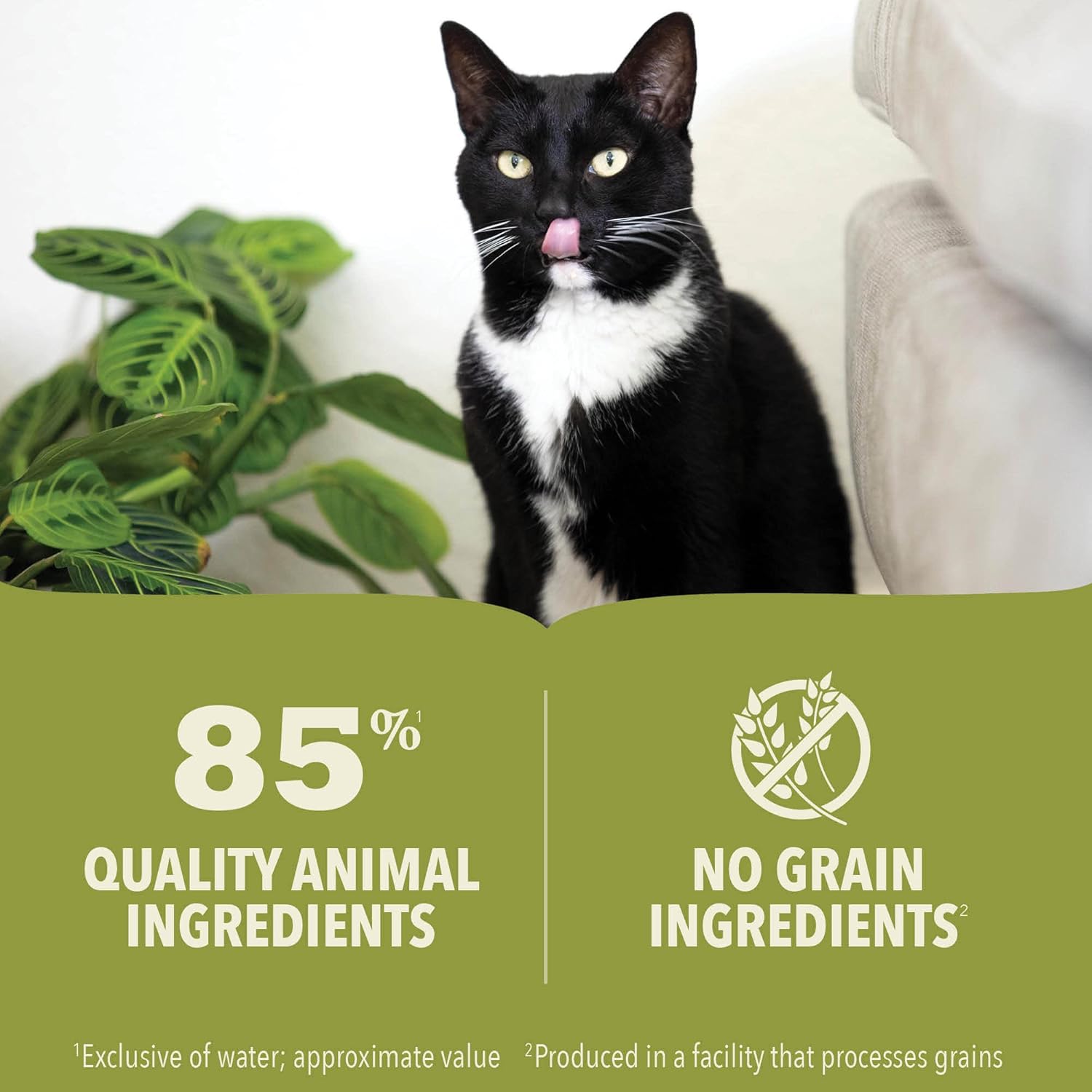 ACANA Premium Pate Kitten Wet Cat Food in Bone Broth Chicken + Tuna Recipe 5.5oz Cans (6 Count)