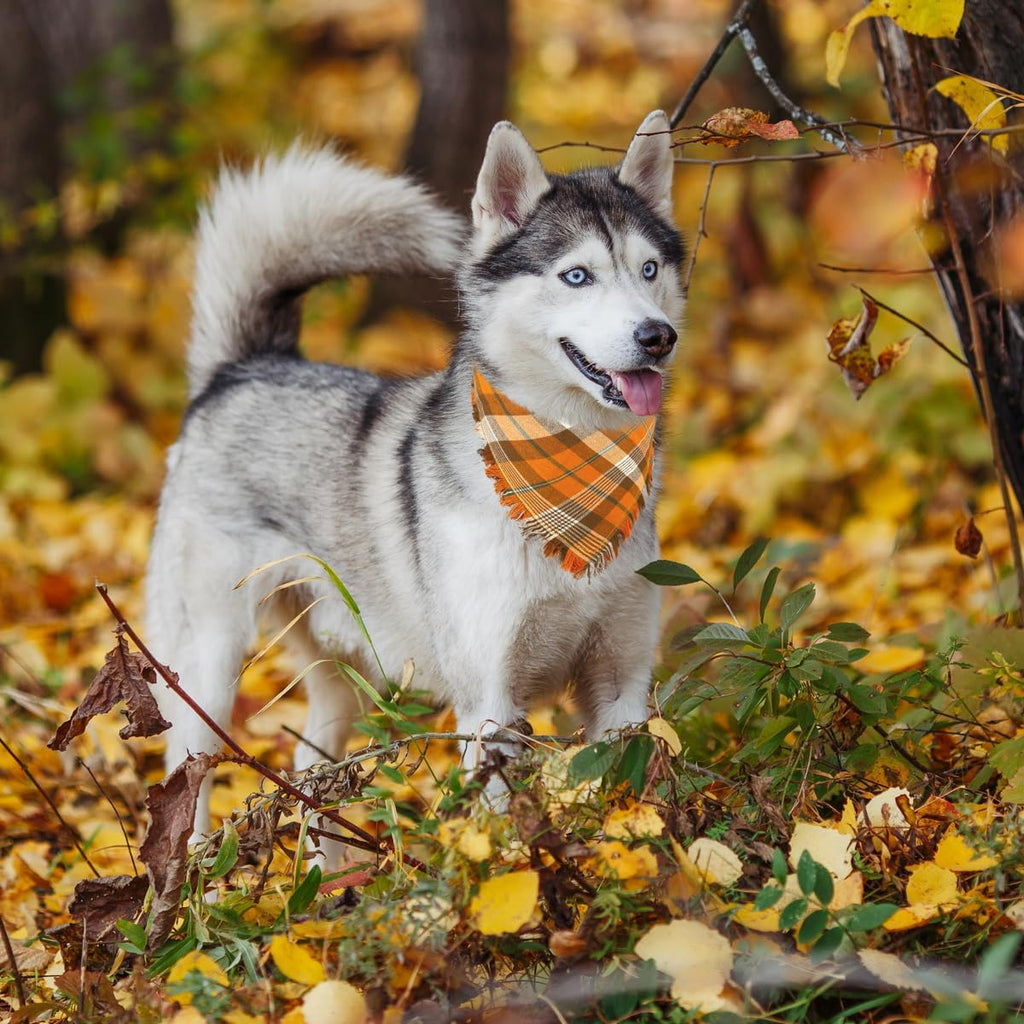 Kytely Thanksgiving Fall Dog Bandanas 2 Pack, Autumn Dog Bandana Large, Orange Plaid Pet Scarf for Boy and Girl, Holiday Halloween Reversible Triangle Bibs Accessories for Dogs Pets