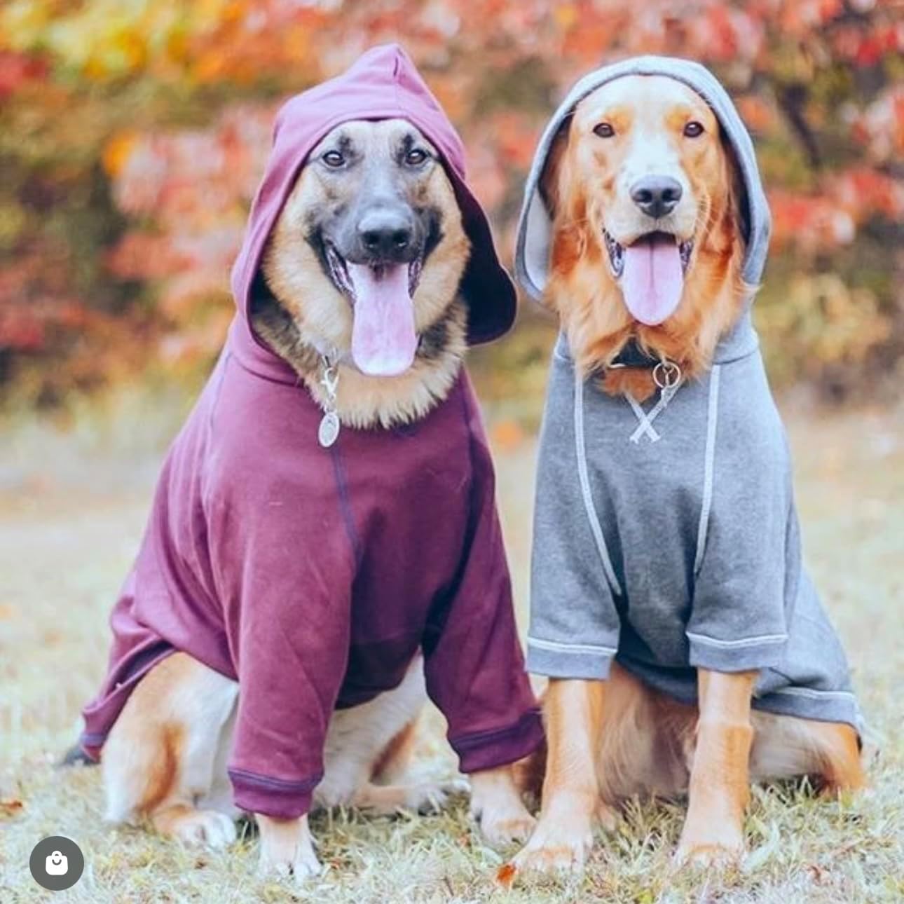 Blueberry Pet Dog Hoodie – 14″ Soft Cotton‑Blend Sweater for Small Dogs, Burgundy Red, Award‑Winning Frenchie Apparel