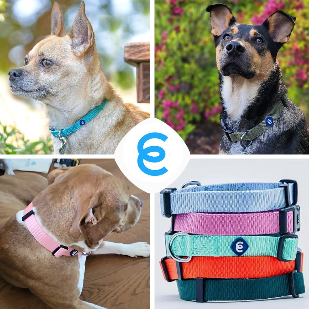 Blueberry Pet Essentials X-Small Dog Collar in Mint Blue | Adjustable & Eco-Friendly Durable Nylon Strap | Classic Collar for X-Small Dogs, Boy & Girl Pets