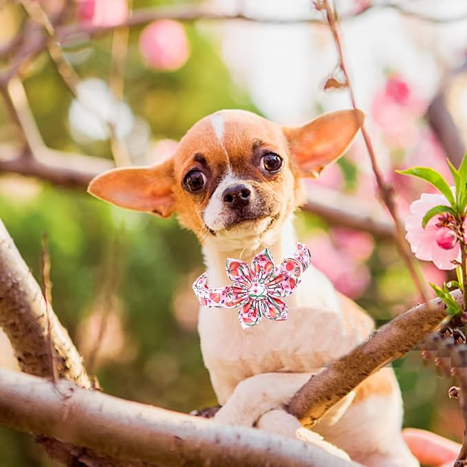 Lionheart glory Dog Collar - Image 6