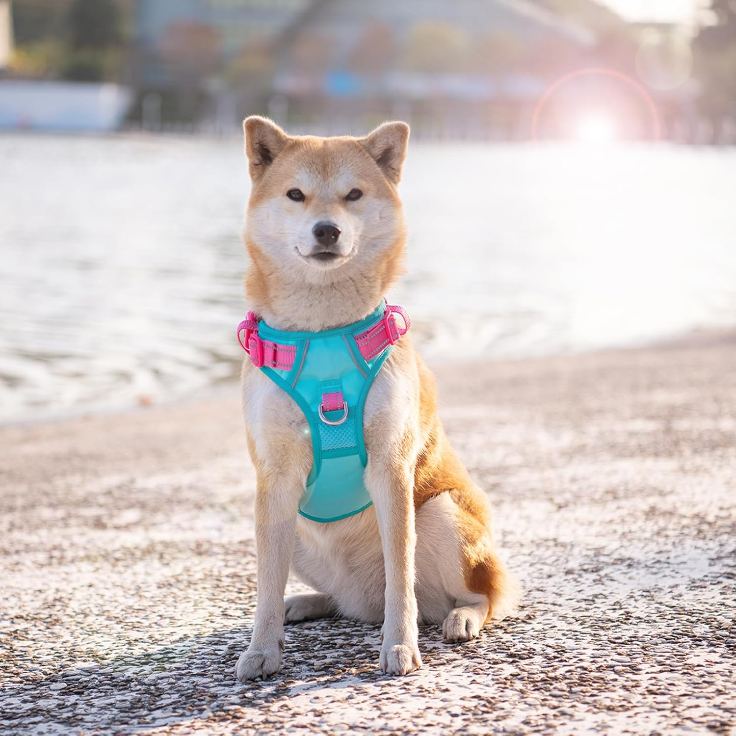 PHOEPET No Pull Dog Harness, Unique Colors Reflective Adjustable Dog Vest, with Soft Training Handle Metal Clips for Small Medium Large Dogs (Mint Green Base & Pink Straps,S)