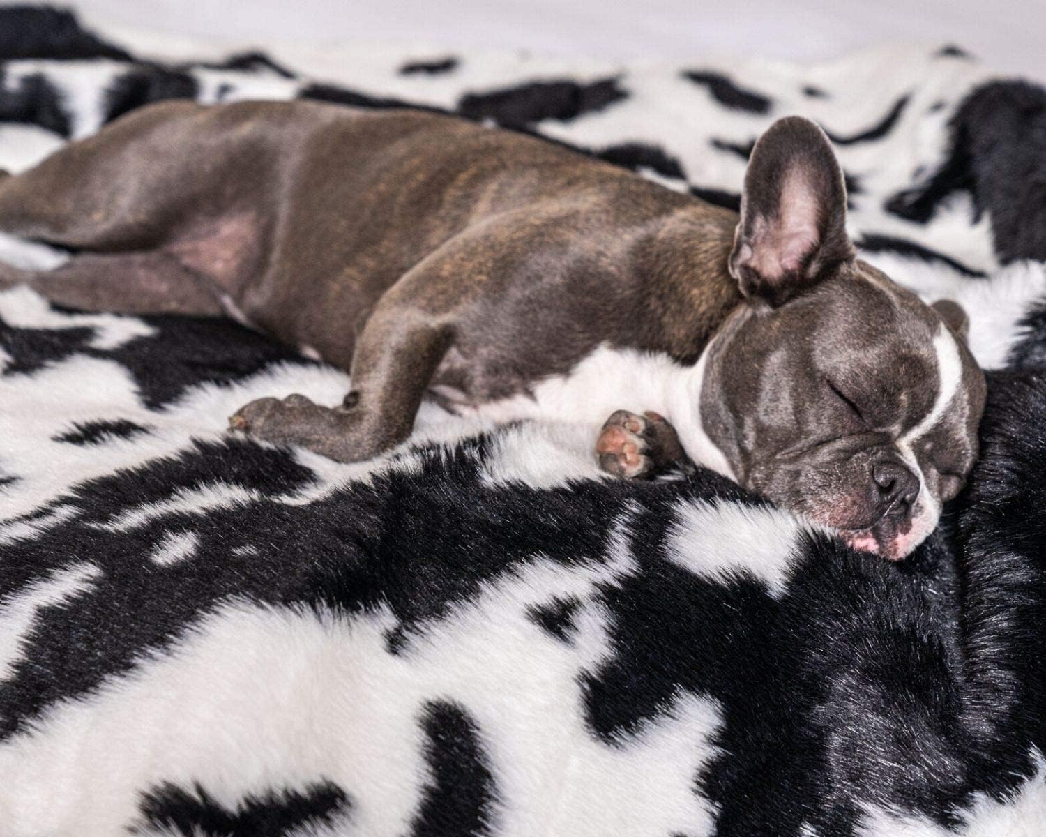 PupProtector Waterproof Throw Blanket for Dogs and Cats, Pet Blanket Cover for Couches, Sofas, Beds, Car Seats, Furniture, Calming Soft Faux Fur, Black and White Cowhide, Original (60" L x 50" W)