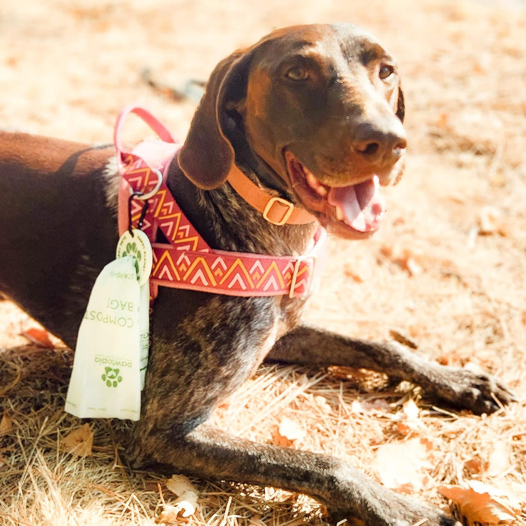 Pawtria Certified Home Compostable Dog Poop Bags (120) + Pink Poop Bag Carrier, Biodegradable Poop Bags, Vegetable Starches, Leak proof Dog Waste Bags, Light-weight silicone made bag carrier