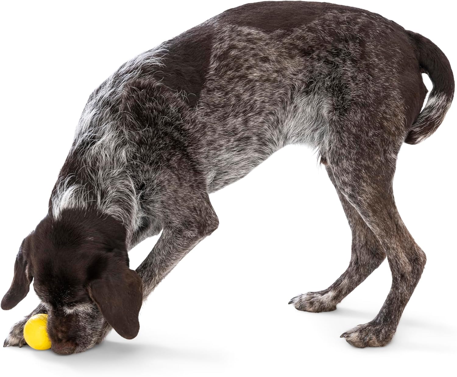 WEST PAW Boundr Ball Dog Fetch Toy – Bouncing Toys for Dogs, Fetch, Catch, Chewing, Play – Floatable, Recyclable Balls – Small Dandelion Yellow/Hot Pink 2-Pack