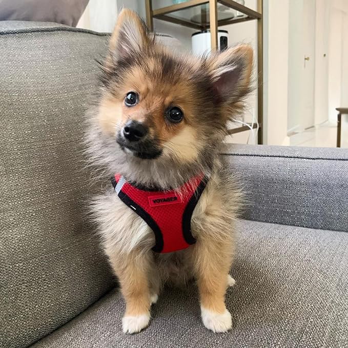 Best Pet Supplies Voyager Step-in Air Harness - Image 7