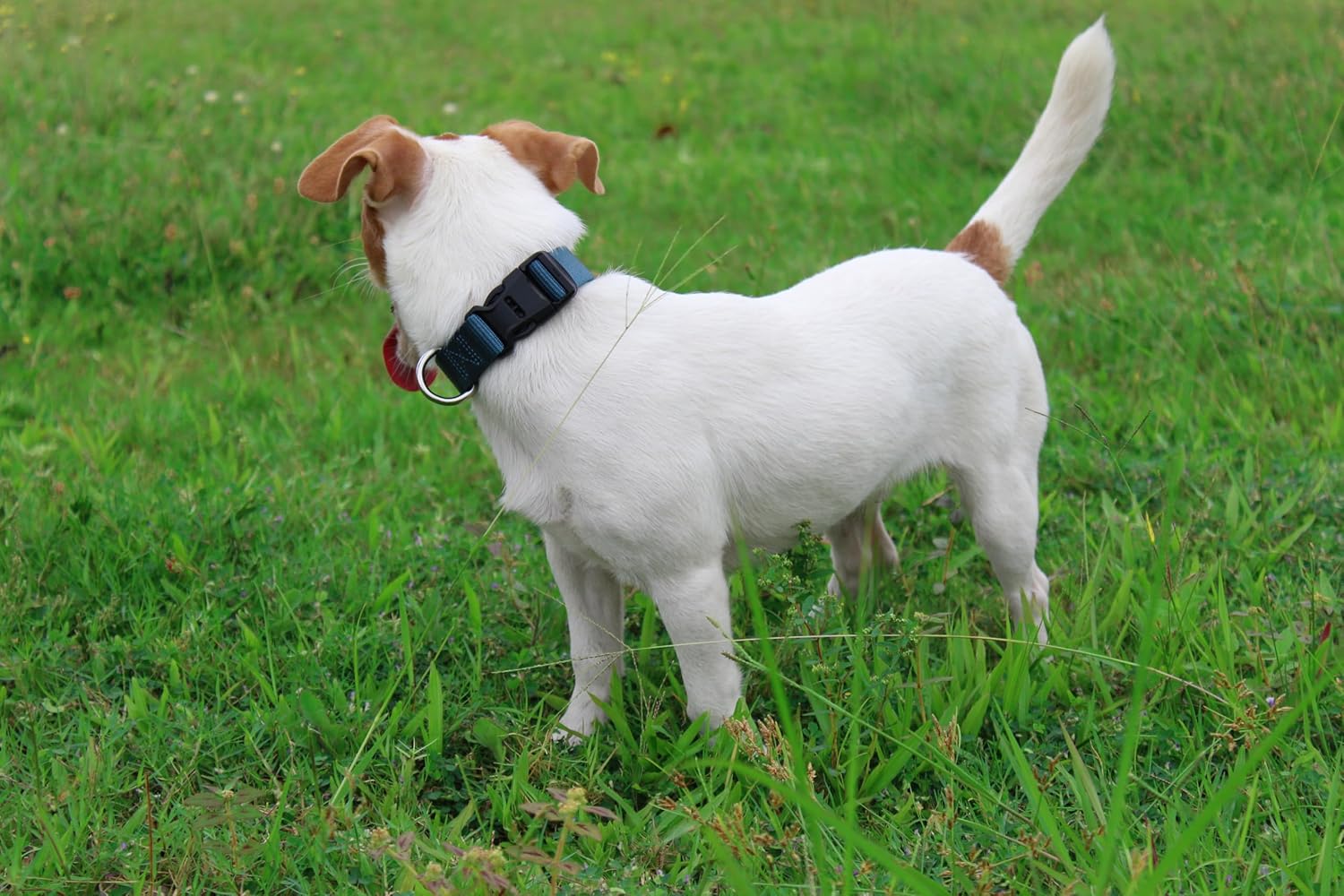 Mikivery Nylon Dog Collar with Quick Release Buckle Soft Adjustable Sturdy for Small Medium Large Dogs Haze Blue,L
