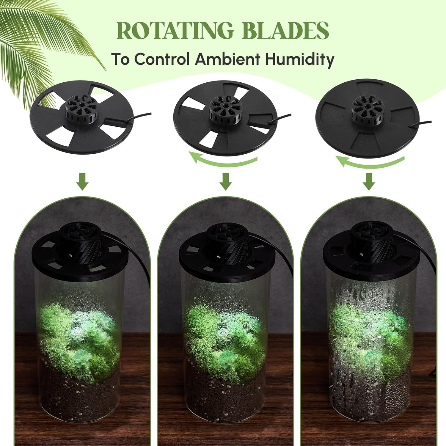 Maxdot Glass Plant Terrarium Kit with Light for Succulent, Moss, Miniature Gardening Landscape, Betta Fish Tank, Office Home Decoration, Plant Lovers Gifts (7.9 x 3.9 Inch)