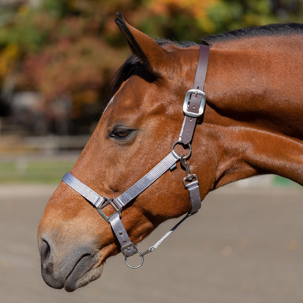 Equinavia Loki Adjustable Breakaway Horse Halter - Silver Sconce Gray - Warmblood