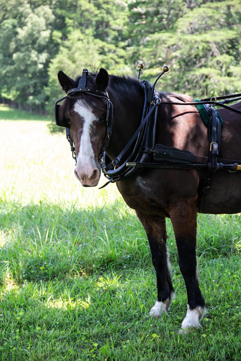 New Country Organics | Performance Horse Feed for Horses in Light to Moderate Work | Corn-Free and Soy-Free | 12% Protein | Certified Organic and Non-GMO | Horse Feeder with Grains & Oats 40 lbs