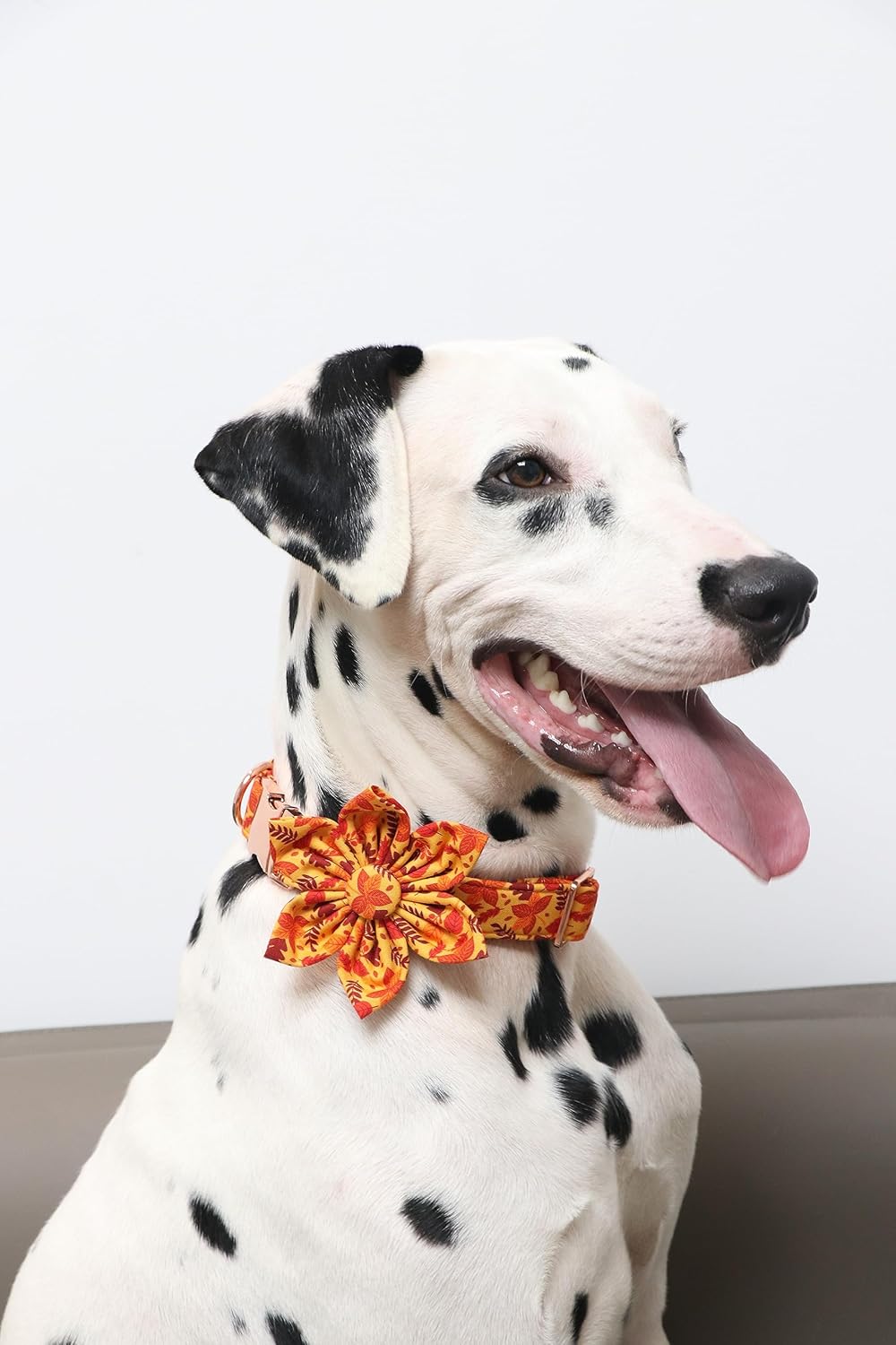 Lionet Paws Dog Collar with Flower - Cute Cotton Adjustable Flower Dog Collar with Metal Buckle for Small Dog Girl Gift, S, Neck 10-16in
