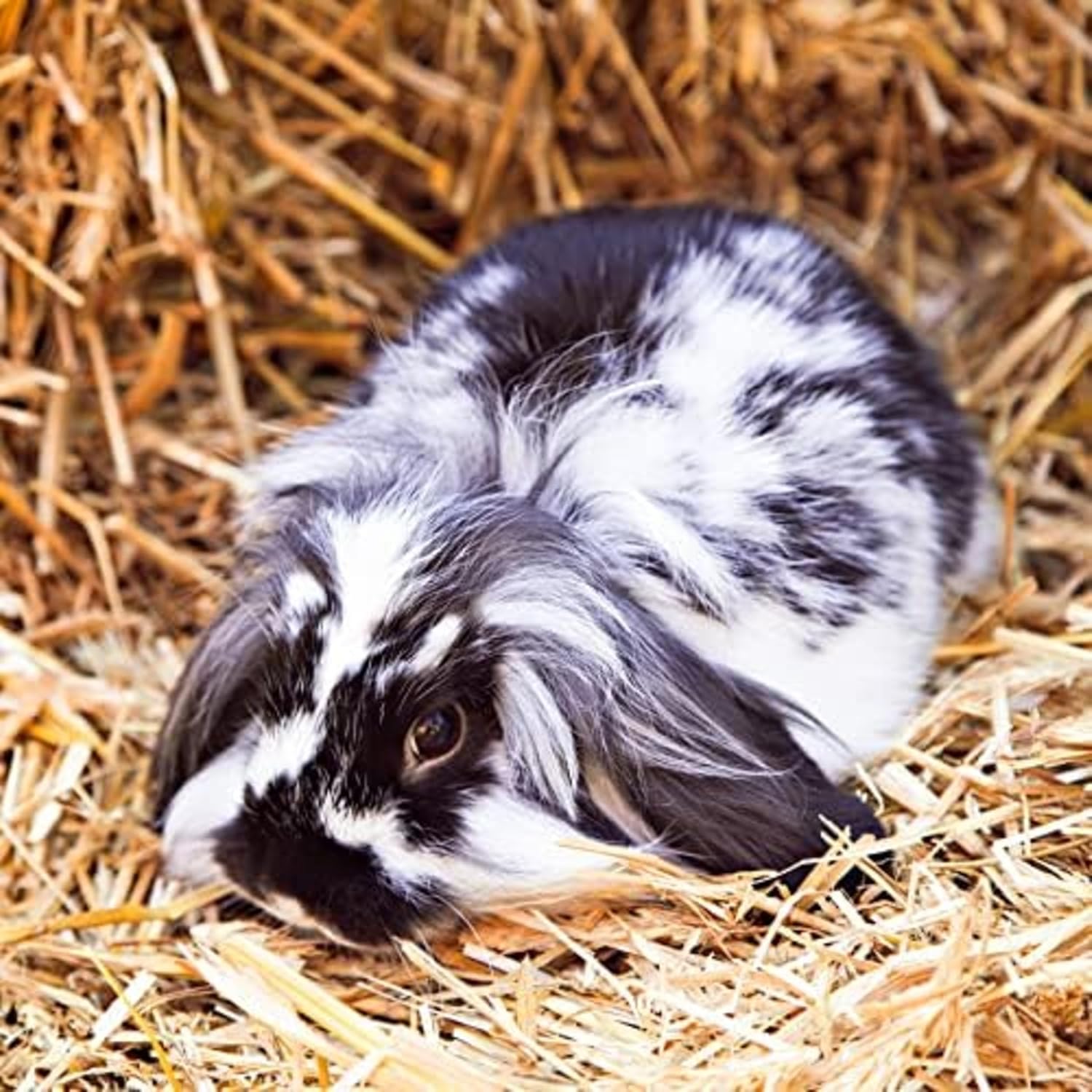 Blue Mountain Hay | Fresh Organic Meadow Hay (15 Ounce) | Mimics Natural Forage | High-Altitude Hay Pet Food for Rabbits, Guinea Pigs, Chinchillas, Hamsters, and Other Small Pets