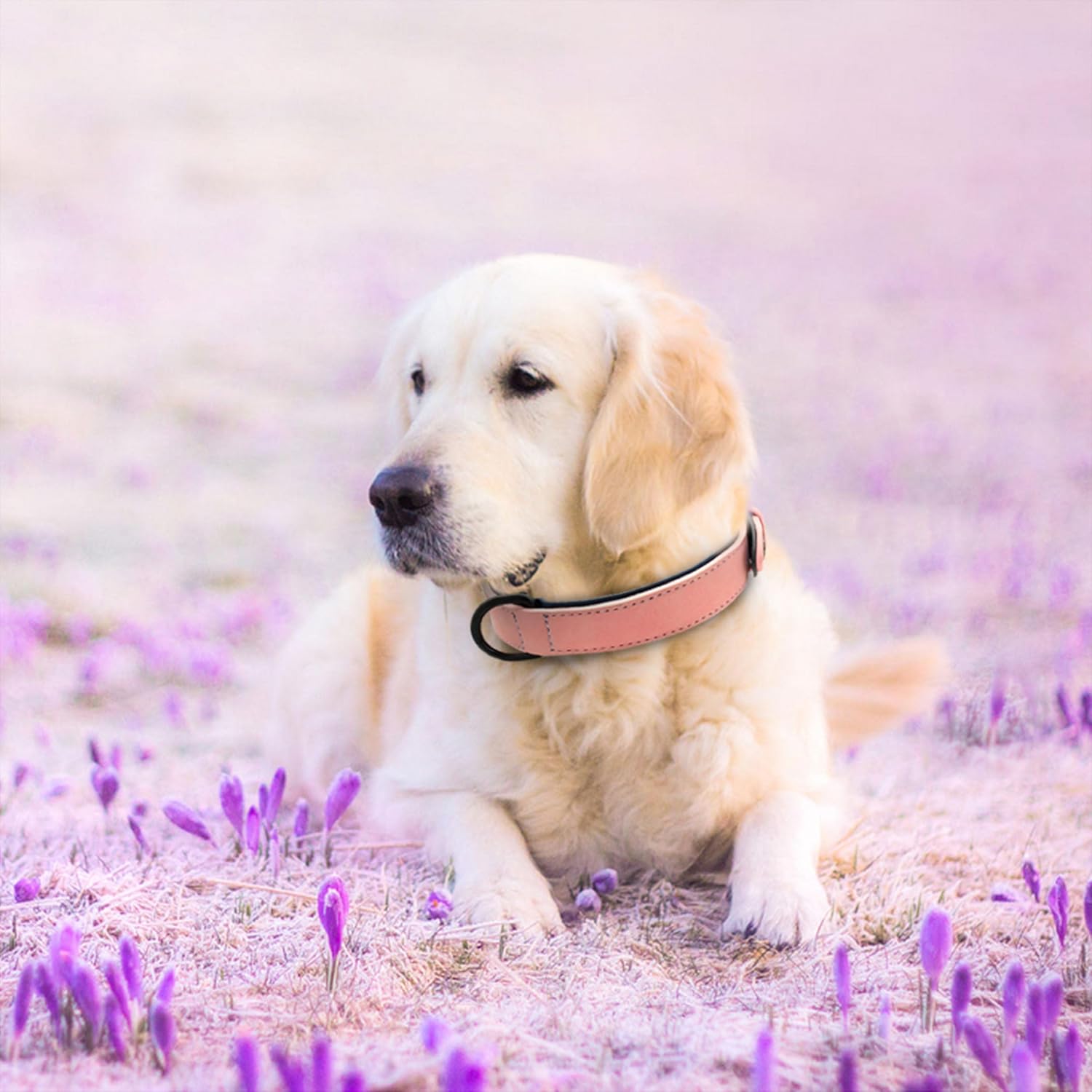 Didog Soft Padded PU Leather Dog Collar, Breathable and Adjustable Pink Dog Collar for Large Dogs, Comfortable for Daily Walk Pink, XL Fit Neck 17-21"(44-71 lbs)