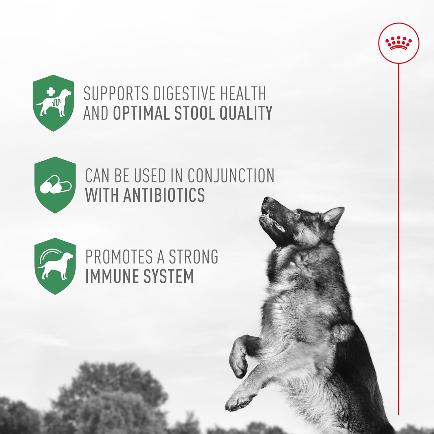 Royal Canin Probiotics for Dogs Digestive and Immune Health Powder Supplement for Dogs of All Ages, 7 Count