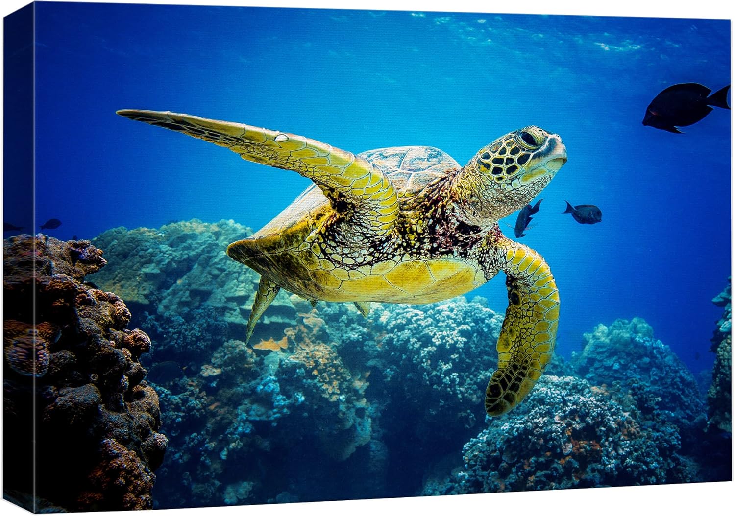 wall26 Canvas Print Wall Art Vibrant Ocean Underwater Swimming Turtle Nature Animals Photography Realism Rustic Scenic Landscape Wilderness Earth Colorful for Living Room, Bedroom, Office - 16"x24"
