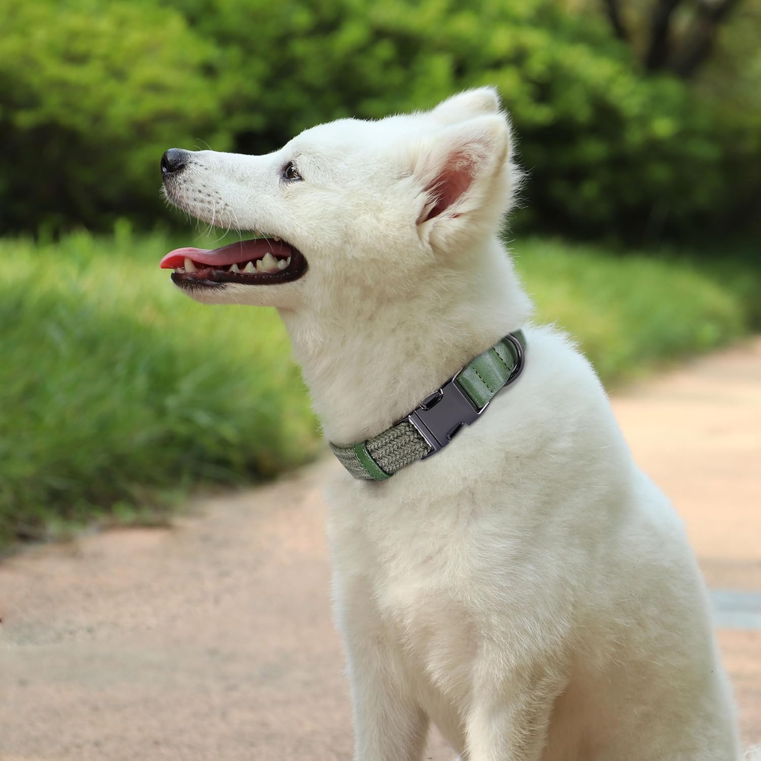 PET ARTIST Soft Cotton Dog Collars for Small Dogs in Stylish Green, Simple Dog Collar with Quick Release Metal Buckle & D Ring, S Size (10-16")