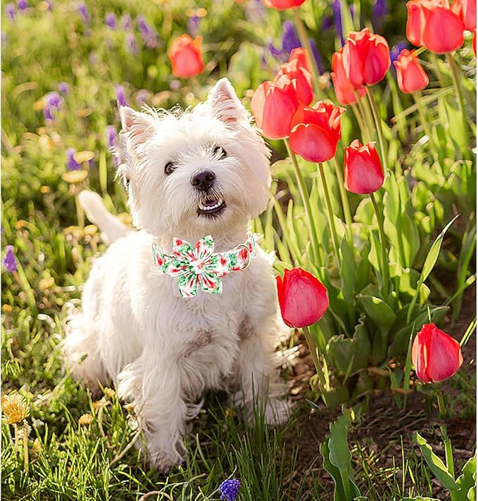 Lionheart glory Dog Collar Flowers Collar Floral Dog Collar - Image 3