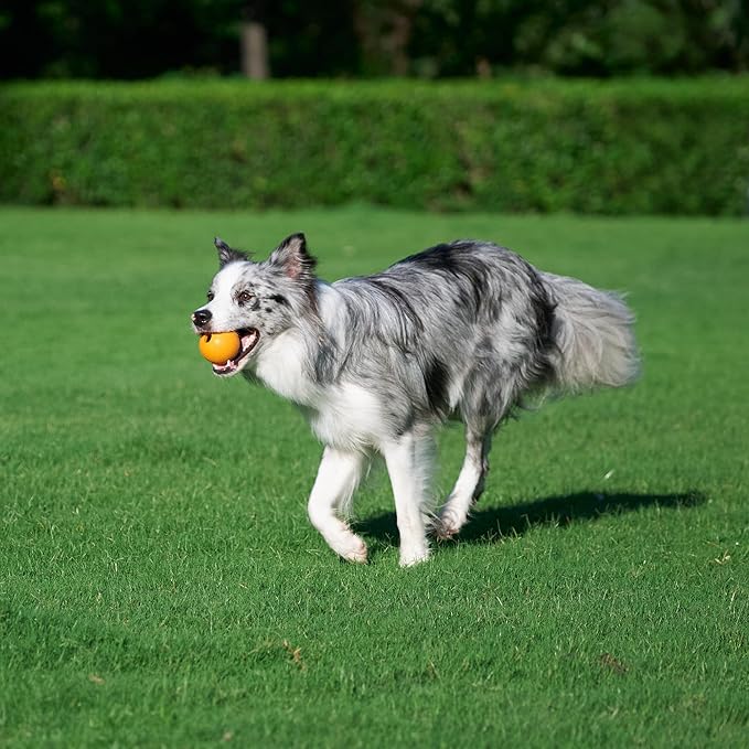 Amazon Basics Interactive Bouncy Supreme Durable Natural Rubber Dog Toy Balls - Image 6