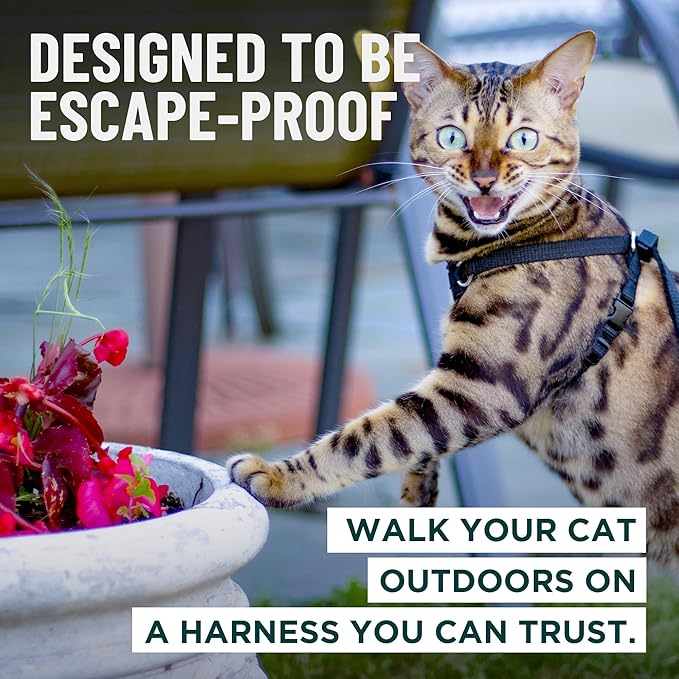 Houdini™ Escape Proof Kitten Harness and Leash Set by OutdoorBengal – Turquoise - Image 2