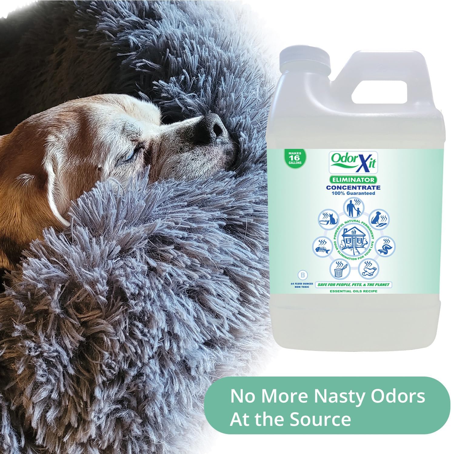 Concentrated Pet Urine Odor Eliminator, Ideal for Cat, Dog Poo and Urine Smell, Versatile & Natural Odor Neutralizer for Home and Outdoor Use, Deodorizer & Absorber, Concentrate, 64oz